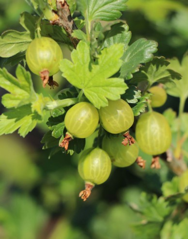 Weiße Stachelbeere Mucurines Hochstämmchen, cont. 5l