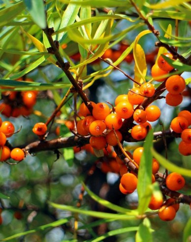 Sanddorn weiblich Altajska