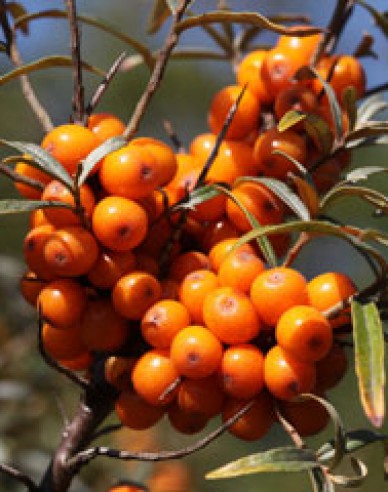 Sanddorn weiblich Altajska