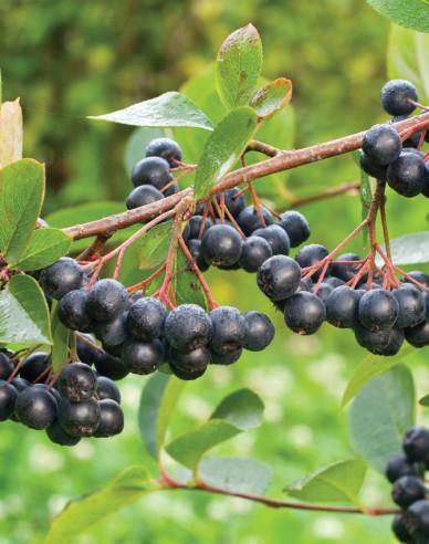 Schwarze Apfelbeere Hugin