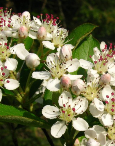 Schwarze Apfelbeere Hugin