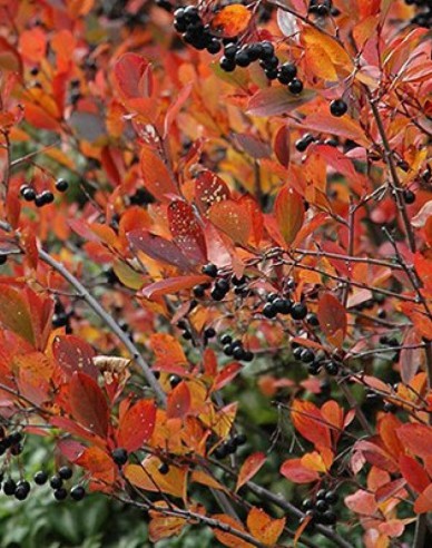 Schwarze Apfelbeere Hugin