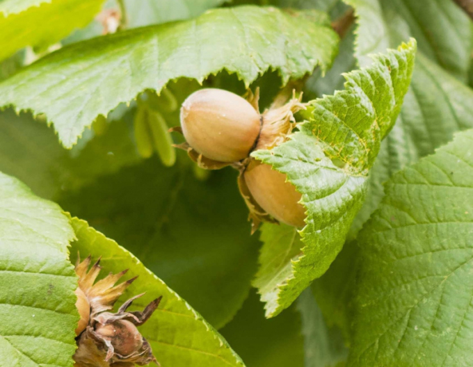 Hazelnuss Tonda di Giffoni