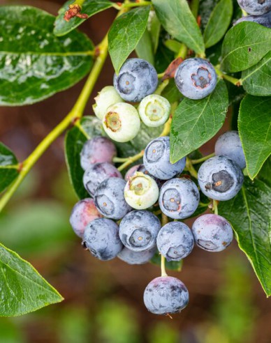 Blaubeeren Kanada Bluegold 5L