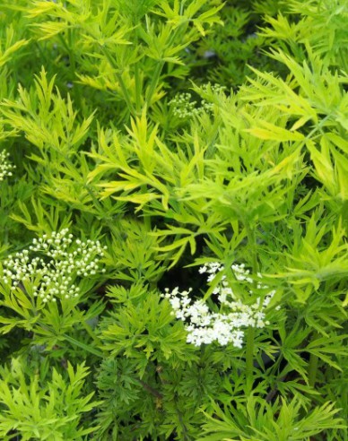 Schwarzer Holunder "Goldene Tower" 5l