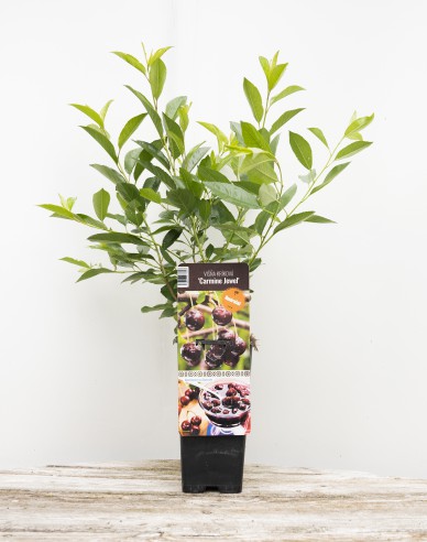 Prunus Carmine Jewel