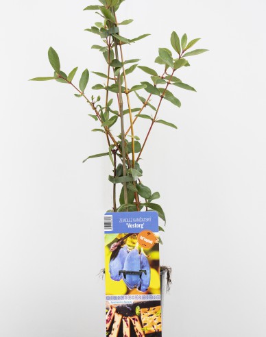 Sibirische Blaubeere Vostorg