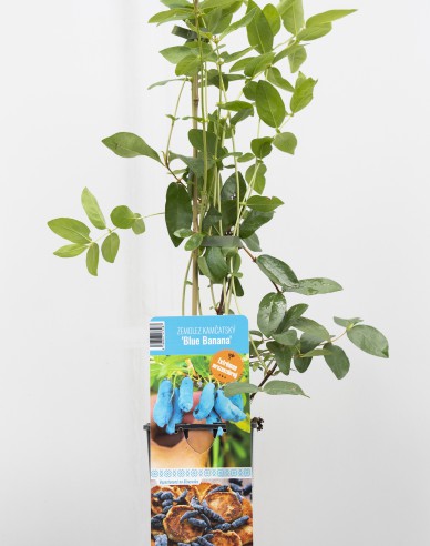 Sibirische Blaubeere Blue Banana