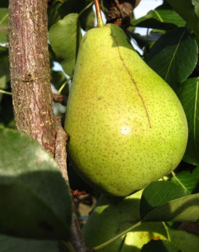 Birne Pariser, auf Quitte, wurzelnackt