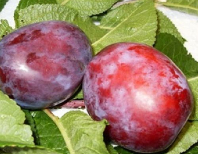 Pflaume ‚Čačanská Ranná‘ – sehr früh reifend, auf Myrobalan, Cont. 5l