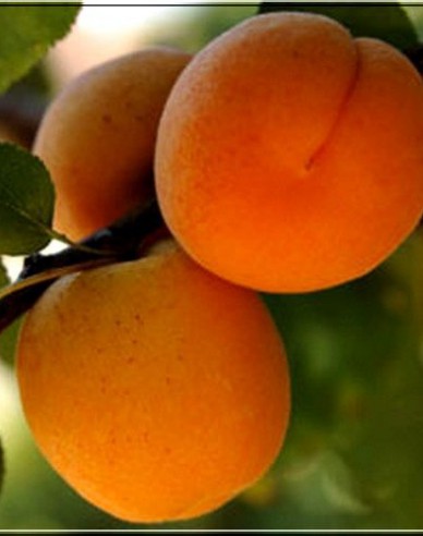 Aprikose Barbora, auf Myrobalane, wurzelnackt