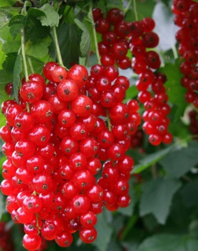 Rote Johannisbeere Detvan Strauch