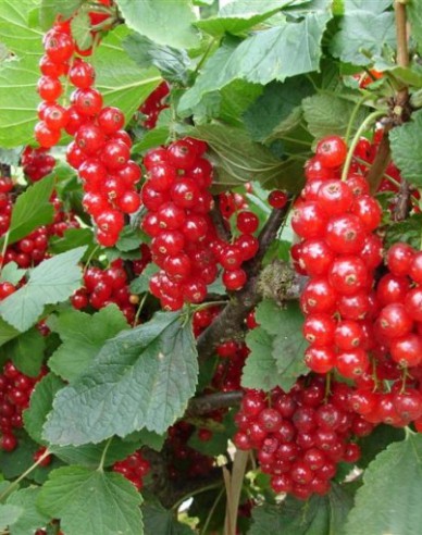 Rote Johannisbeere Trent Strauch