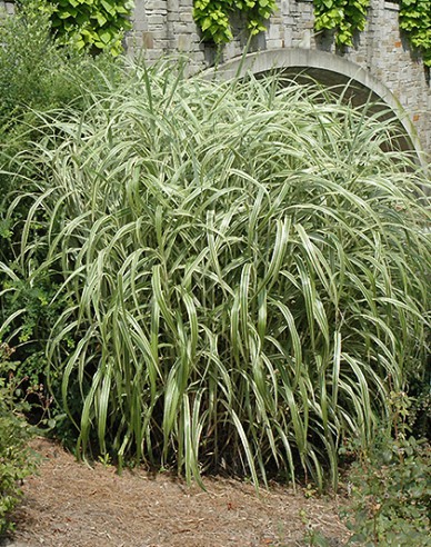 Chinesische Zierpflanze Cabaret