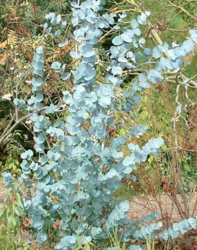 Eucalyptus Gunni