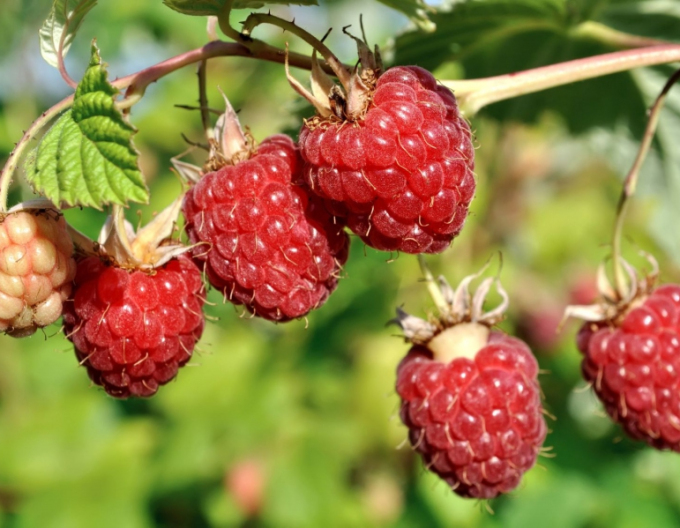 Rote Himbeere Autumn First STALORODIACA 5l