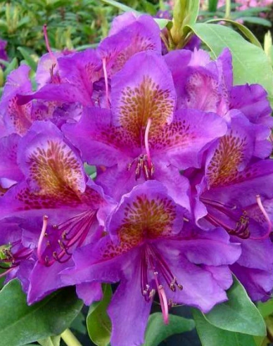 Rhododendron Marcel Menard