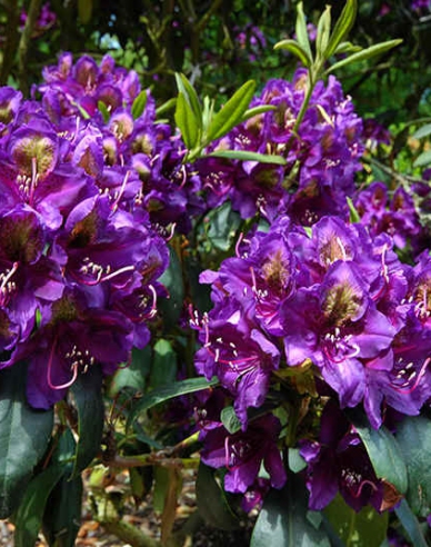 Rhododendron Marcel Menard