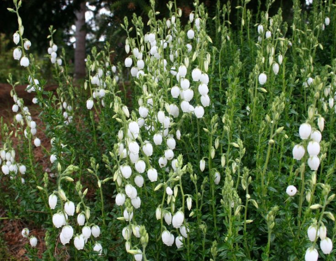 Irisches Heidekraut Alberta White