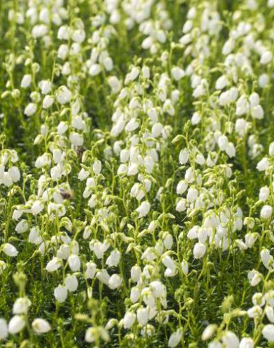 Irisches Heidekraut Alberta White