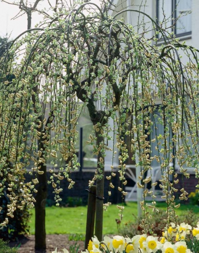 Salix caprea  Kilmarnock - Stämmchen 80cm