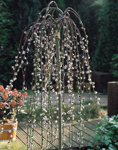 Salix caprea  Kilmarnock - Stämmchen 80cm