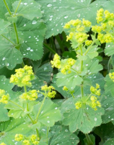 Alchemilla gemeinsam