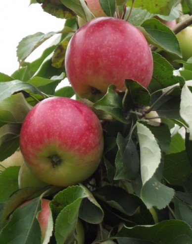 Apfelbaum Champion auf A2, wurzelnackt