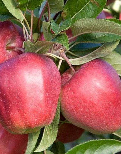 Apfel Gloster auf MM106, wurzelnackt