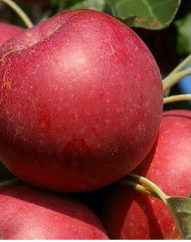 Apfelbaum Melrose auf M9,wurzelnackt