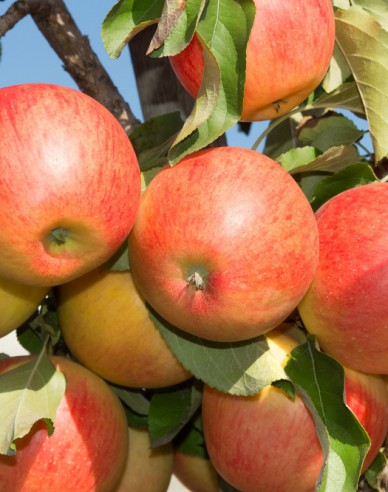 Säulenapfelbaum Herald Winter, sub. MM106, frei.