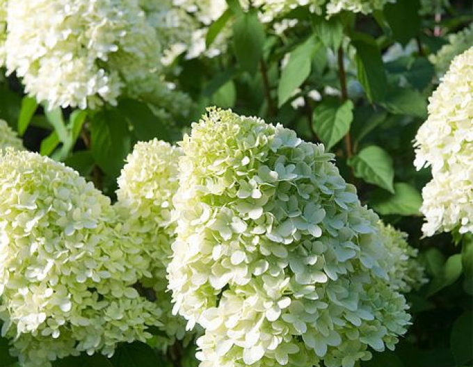 Rispenhortensie Limelight