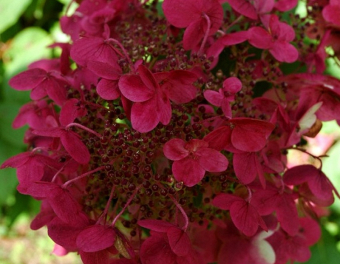 Hortenzia metlinatá ´Wim´s Red´ 2l