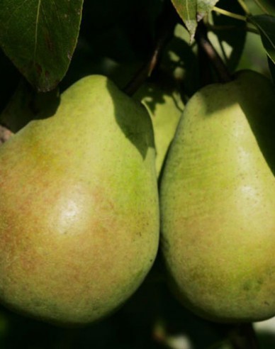 Birne Lucas auf Quitte, wurzelnackt