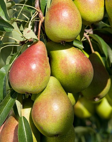 Zwergbirne Gute Luise auf Quitte, wurzelnackt