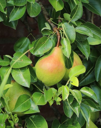 Zwergbirne Gute Luise auf Quitte, wurzelnackt