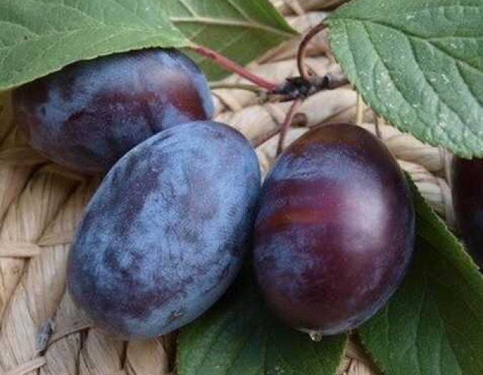 Pflaume Debreziner Muskatpflaume, auf Myrobalane, Cont. 5l