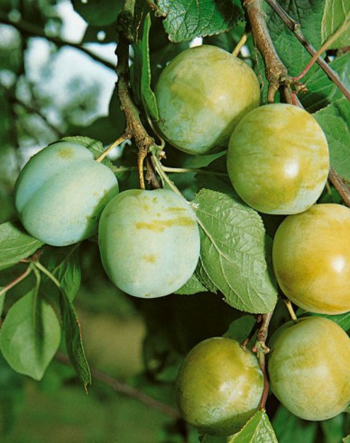 Grunne Reneklode, auf Myrobalane, wurzelnackt