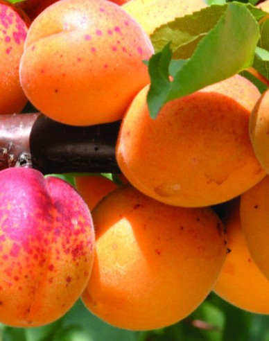 Aprikose Großpavlovitzer, auf St. Julien, wurzelnackt