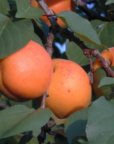 Aprikose Goldrich, auf Myrobalane, wurzelnackt