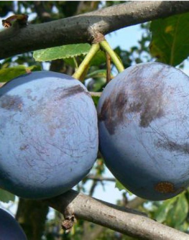 Pflaume Durandzia, auf Myrobalane, wurzelnackt