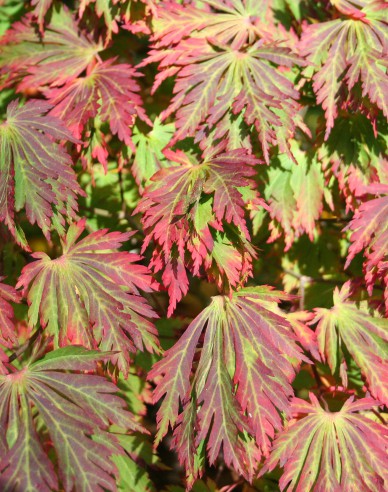 Japanischer Ahorn Aconitifolium