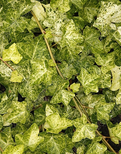 Efeu Professor Seneta