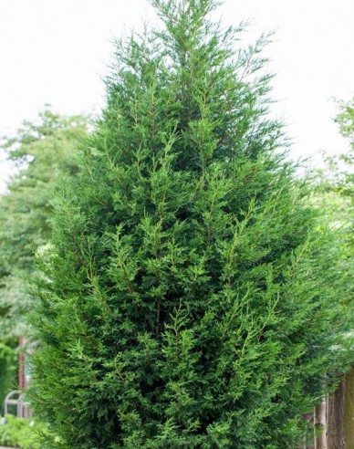 Leyland-Zypresse 2001