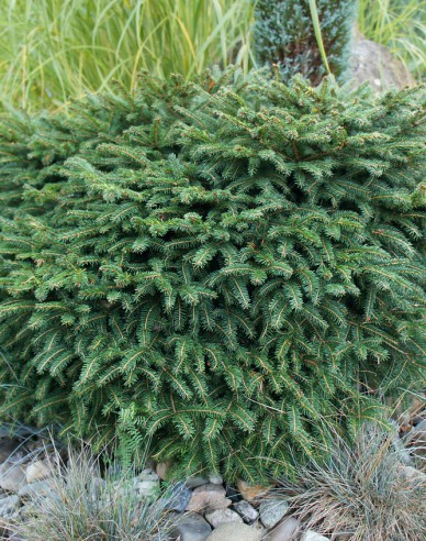 Serbische-Fichte Karel