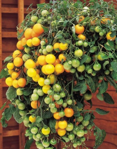 Semo BuschtomateTumbling Tom YELLOW