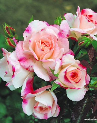 Rose Rosenstadt Freising