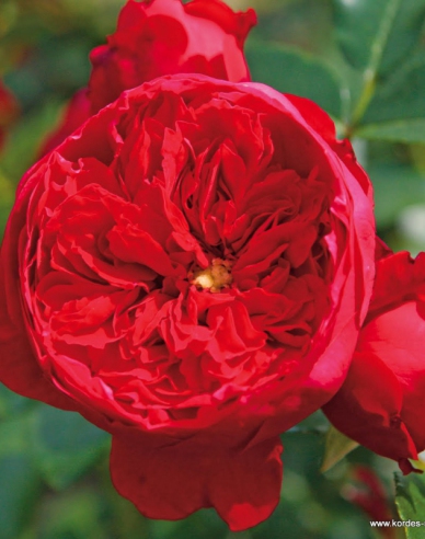 Rose Florentina