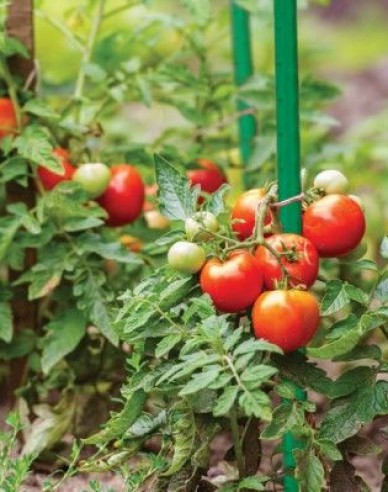 Stahl-Gartenstab 1,6 cm x 180 cm