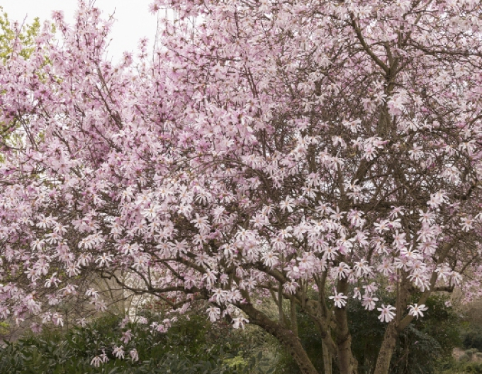 Magnolie Leonard Messel